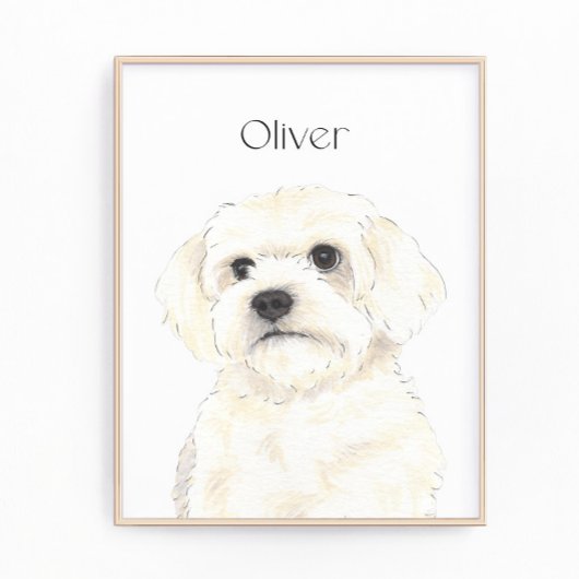 Bichon, Bolognese, Coton, Havanese, Maltesische Ku Fotodruck