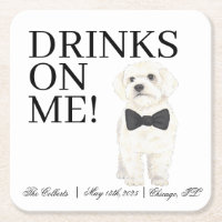 Bichon, Bolognese, Havanese, Malteser Hochzeit