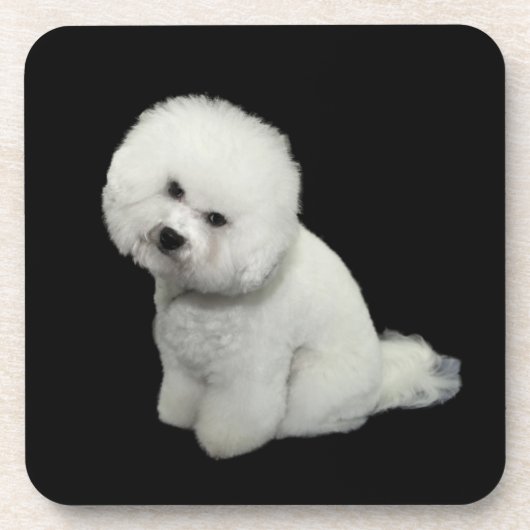 Bichon Coaster Untersetzer (Vorderseite)