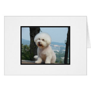 Bichon Frise