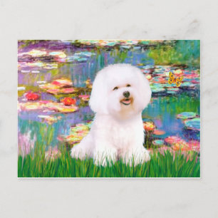 Bichon Frise 1 - Lilien 2 Postkarte