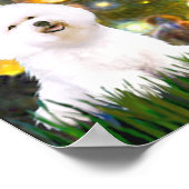 Bichon Frise 1 - MidEve Poster (Ecke)