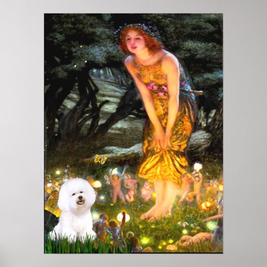Bichon Frise 1 - MidEve Poster (Vorne)