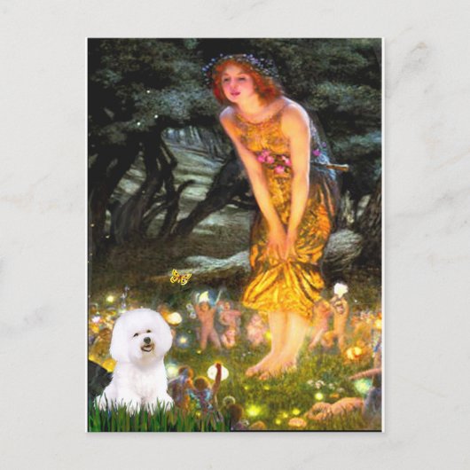 Bichon Frise 1 - MidEve Postkarte (Vorderseite)