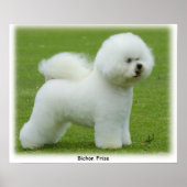 Bichon Frise 9F85D-15 Poster (Vorne)