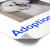 Bichon Frise Adoption Heute unterzeichnen Poster (Ecke)
