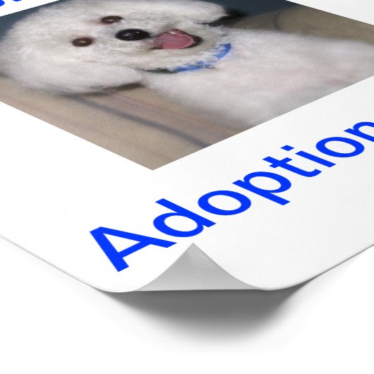 Bichon Frise Adoption Heute unterzeichnen Poster (Ecke)