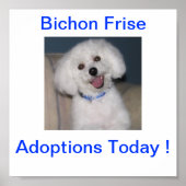 Bichon Frise Adoption Heute unterzeichnen Poster (Vorne)