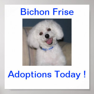 Bichon Frise Adoption Heute unterzeichnen Poster