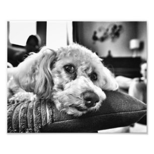 Bichon frise auf Sofa Fotodruck
