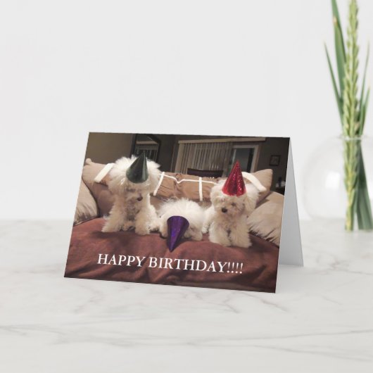 Bichon Frise Birthday Card!! Karte (Vorderseite)