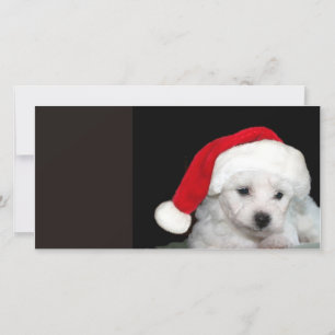 Bichon Frise Christmas Feiertagskarte