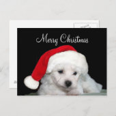 Bichon Frise Christmas Feiertagspostkarte (Vorne/Hinten)