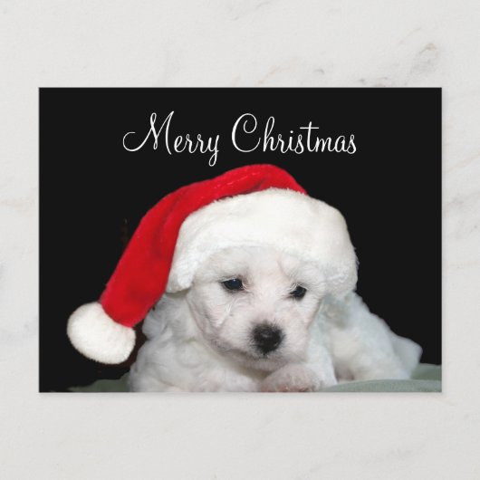 Bichon Frise Christmas Feiertagspostkarte (Vorderseite)