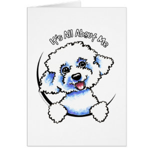 Bichon Frise, der ganz ungefähr ich sein ist
