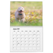 Bichon Frise dog Calendar Kalender (Jan 2027)
