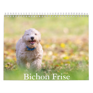 Bichon Frise dog Calendar Kalender