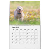 Bichon Frise dog Calendar Kalender (Jan 2026)