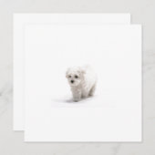 Bichon Frise Einladung (Vorne/Hinten)