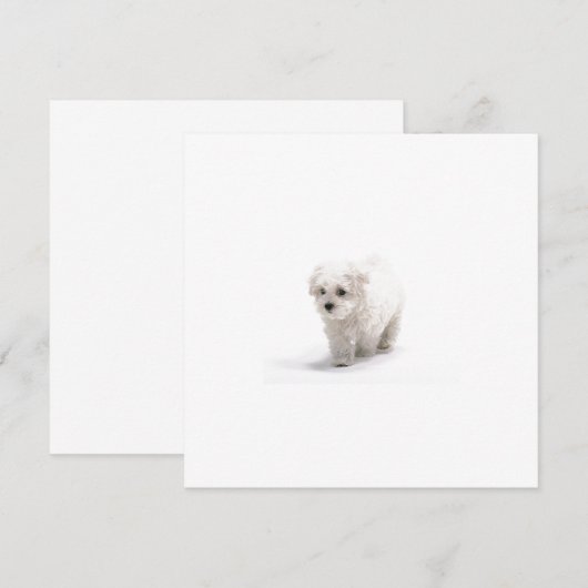 Bichon Frise Einladung (Vorne/Hinten)