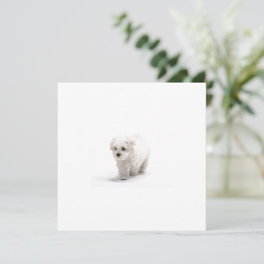 Bichon Frise Einladung (Stehend Vorderseite)