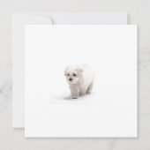 Bichon Frise Einladung (Vorderseite)