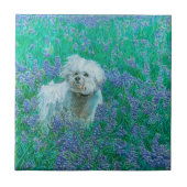 Bichon Frise Fliese (Vorderseite)