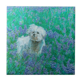 Bichon Frise Fliese