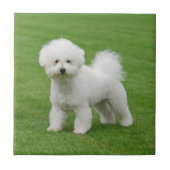 Bichon Frise Fliese (Vorderseite)