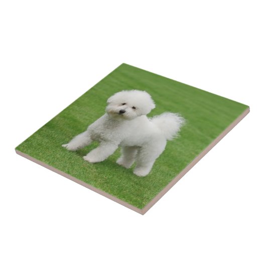 Bichon Frise Fliese (Seite)