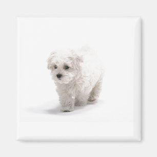 Bichon Frise Foto-Magnet Magnet
