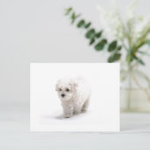 Bichon Frise Foto Postkarte (Stehend Vorderseite)