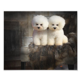 Bichon Frise Fotodruck
