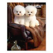 Bichon Frise Fotodruck (Vorne)