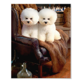 Bichon Frise Fotodruck
