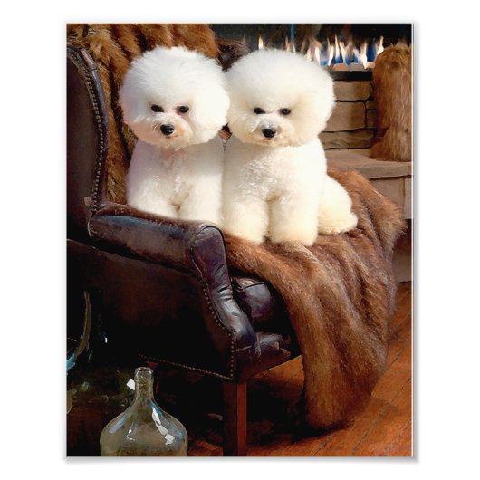 Bichon Frise Fotodruck (Vorne)