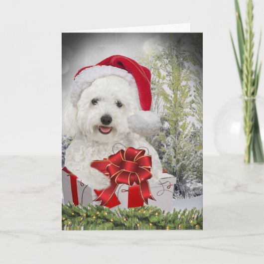 Bichon Frise frohe Weihnachten (Vorderseite)