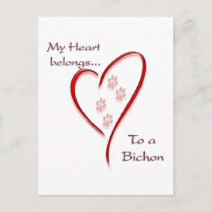 Bichon Frise Heart Belongs Postkarte