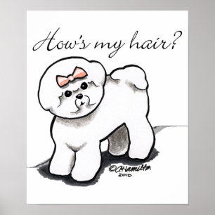 Bichon Frise Hows mein Haar Poster