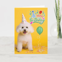 Bichon Frise Hund in Partyhut auf gelbem Geburtsta