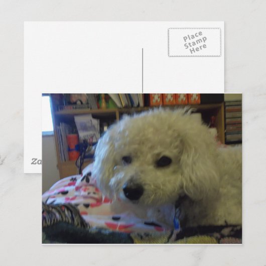 Bichon Frise Hund Postkarte (Vorne/Hinten)