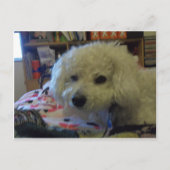 Bichon Frise Hund Postkarte (Vorderseite)
