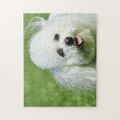 Bichon Frise Hunde. Puzzle (Vertikal)