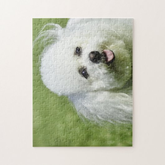 Bichon Frise Hunde. Puzzle (Vertikal)
