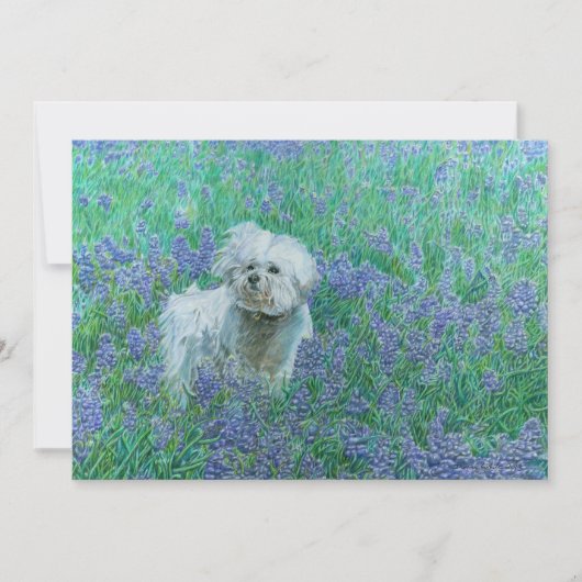 Bichon Frise in Bluebonnets Dankeskarte (Vorderseite)