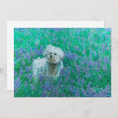 Bichon Frise in Bluebonnets Dankeskarte (Vorne/Hinten)