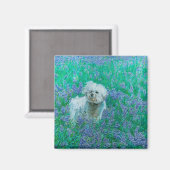 Bichon Frise in Bluebonnets Magnet (Vorderseite/Rückseite)