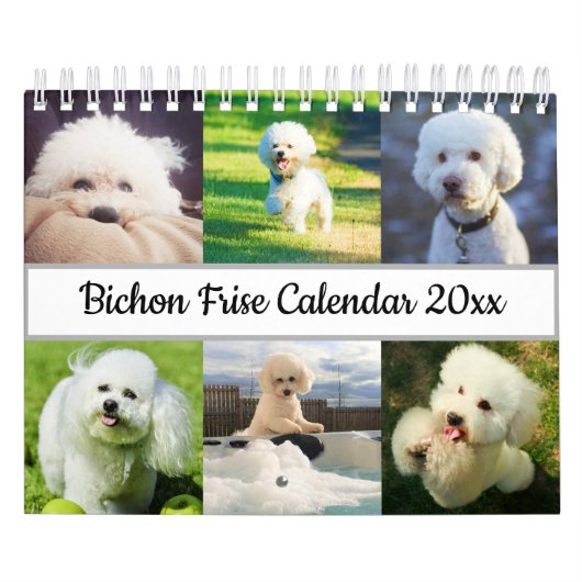 Bichon Frise Kalender (Titelbild)