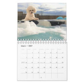 Bichon Frise Kalender (Mär 2027)
