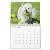 Bichon Frise Kalender (Jan 2026)